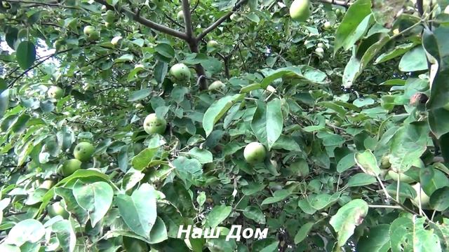 ВЫБОР УДОБРЕНИЙ ДЛЯ ПОДКОРМКИ ЯБЛОНИ ОСЕНЬЮ смотреть онлайн