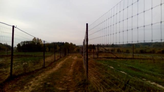 Гон благородного оленя