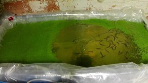 Выращивание форели в домашних условиях на натуральном и живом корме. Корм для форели своими руками.