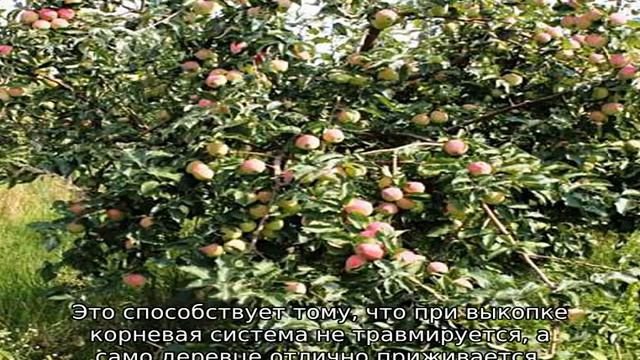 Яблоня Кандиль Орловский смотреть онлайн