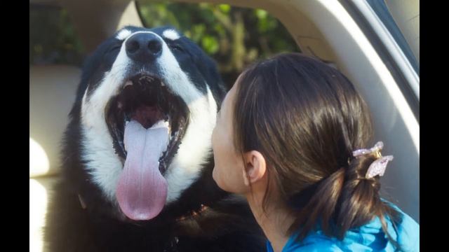 Майор хочет быть домашним. смотреть онлайн