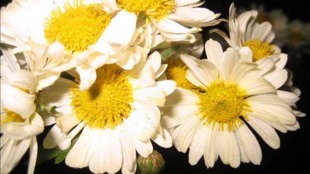 Мои хризантемы смотреть онлайн