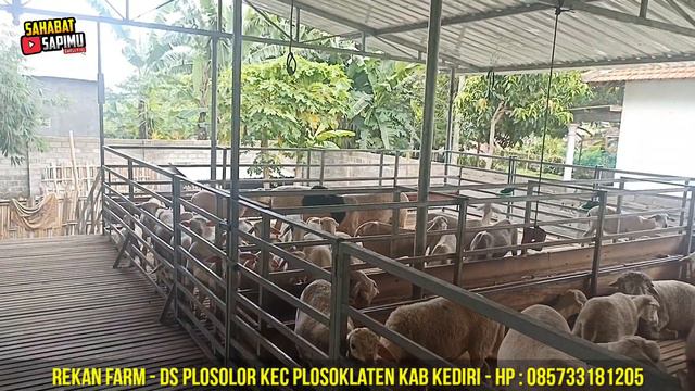 AWALNYA TRADING SEKARANG FOKUS BREEDING DOMBA DORPER DAN SUFFOLK смотреть онлайн