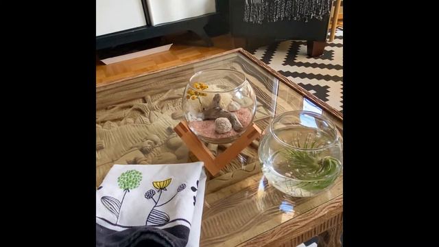How to care for a Plant Babies Tillandsia Terrarium смотреть онлайн