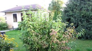 Цветущие кустарники в моем саду. Дейция | Про Сад с Любовью