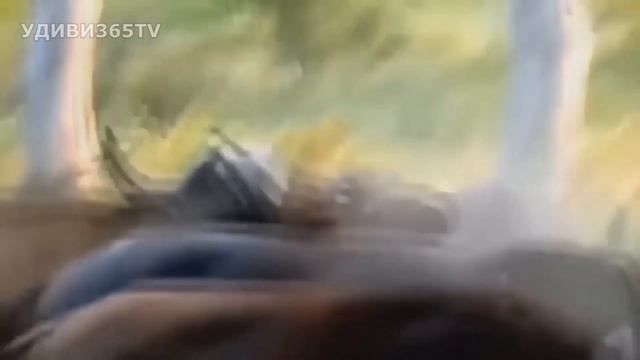 Буйвол поднял льва на рога! Буйвол vs лев! смотреть онлайн