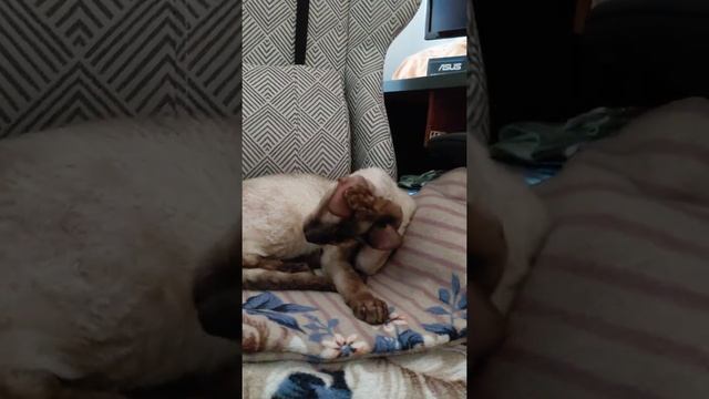 Корнишон кот Брюлик / самый чистоплотный кот в мире! смотреть онлайн