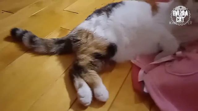 советы! Что надо для создания фурсьюта?(фурри) смотреть онлайн