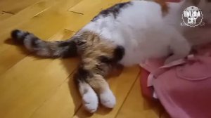 советы! Что надо для создания фурсьюта?(фурри)