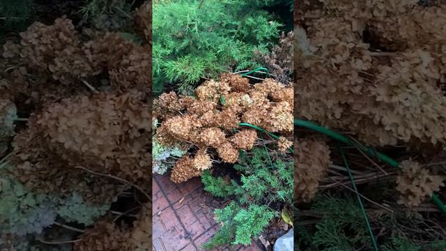 Стрижка метельчатой , укрытие крупнолистной 1 часть смотреть онлайн
