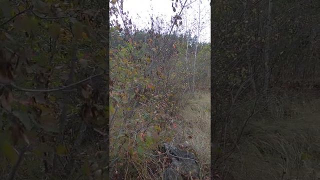 07.10.20р. Татарник як медонос.