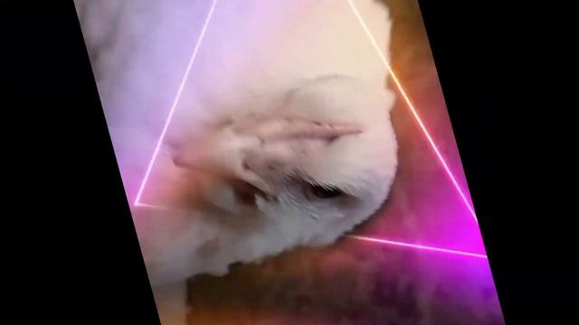 Jeco Chicken Dance 10 ! funny chicken Song & Videos ! Coco Dance смотреть онлайн