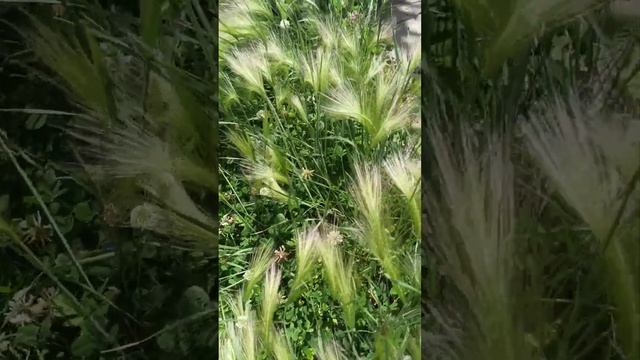 Декоративный злак ячмень гривастый. смотреть онлайн