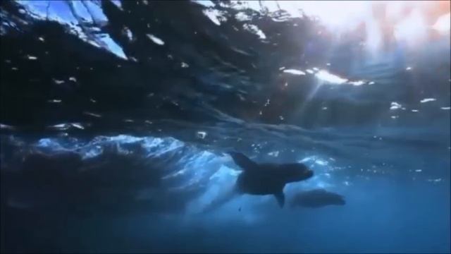 Минутка релаксации с Абдулем