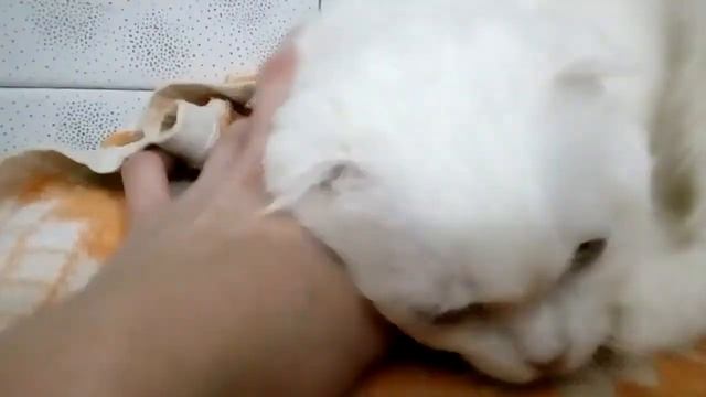 Вислоухий белый котик смотреть онлайн