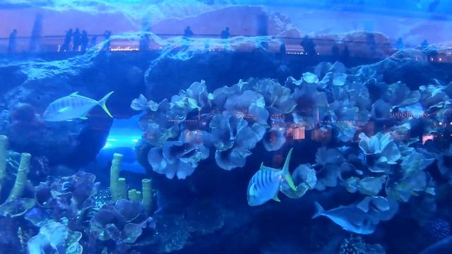 ОАЭ, Дубай 2019: Самый высокий отель в мире, самая богатая мечеть, аквариум и конечно Бурдж Халифа! смотреть онлайн