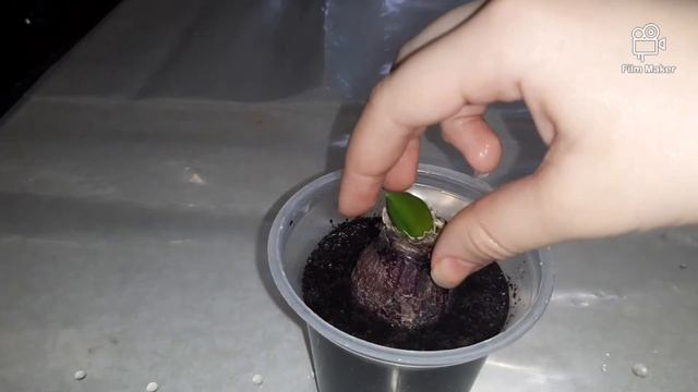 пересадка гиацинта после цветения. смотреть онлайн