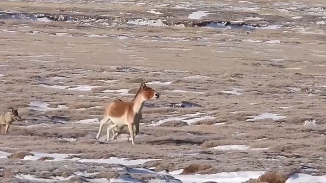 Эти Ослы сражаются с Волками и Барсами! Кианги – титаны Тибета! смотреть онлайн