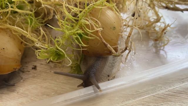 Улитки занзибарика | рубрика интересные виды 🐌🐌🐌 смотреть онлайн