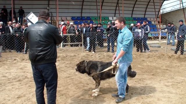 Легендарный Пират, 4-х кратный Чемпион! Награждение финал-2013г. смотреть онлайн