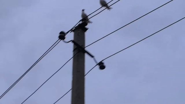 Факты о чайках