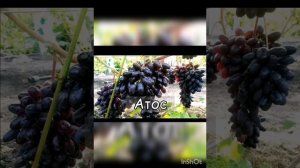 Это надо видеть! 89192225058.!! Давид Алверцян