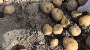 Картофель Адретта