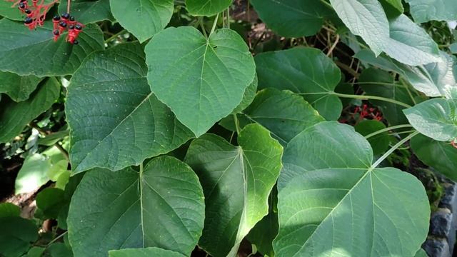 Bleeding Heart (Clerodendrum speciosissimum) Sprouts seem edible - Fruits less so смотреть онлайн