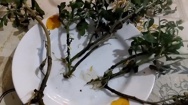 Хризантема мультифлора. Размножение черенками. смотреть онлайн