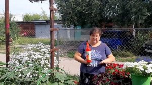 Чем будем обрабатывать петунию от болезней и насекомых вредителей