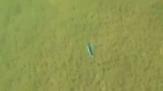 Wormouth Wobbler Strike Pro смотреть онлайн