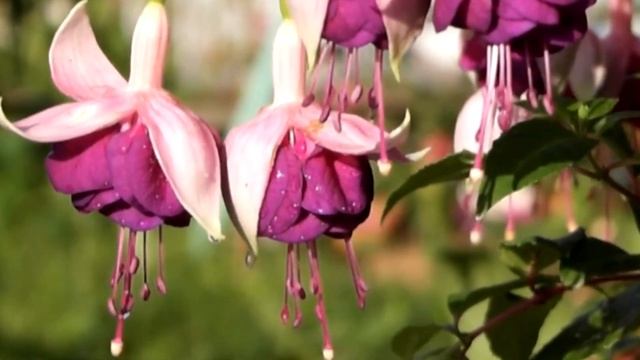 Фуксия Tamara Balyasnikova смотреть онлайн