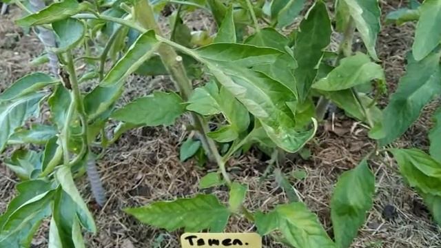 Томат Тяжеловес Сибири. Обзор сорта. Выращивание томата в Сибири. смотреть онлайн