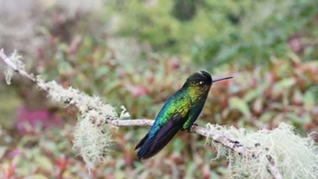 Красивая расслабляющая музыка? Пение птиц, дуновения ветра помогут снять усталость от стресса смотреть онлайн