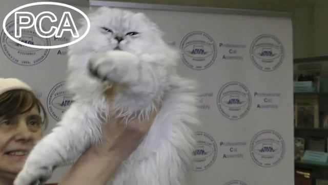 Кошка скоттиш-фолд-хэри. Выставка кошек PCA on-line. смотреть онлайн