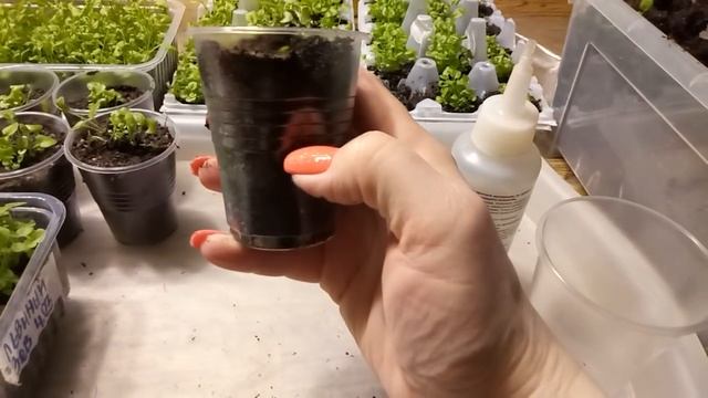 ЛУЧШАЯ ПИКИРОВКА и уход за Лобелией и Львиным зевом! От А до Я! смотреть онлайн