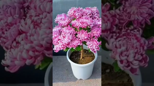 Крупноцветковая ХРИЗАНТЕМА НА ШТАМБЕ #просто #plant #gardening #flowergardens #garden смотреть онлайн