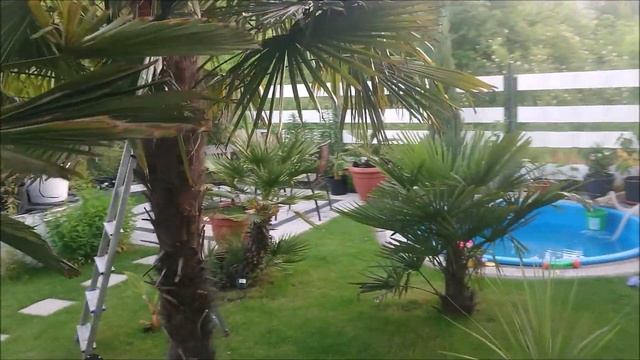 Palma Trachycarpus Wagneriuanus i Fortunei, zapylanie !!! смотреть онлайн