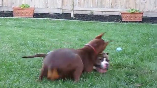 Catdick Kennels Pocket pit 'Diggs" ( 3 yrs old ) playing with A Doberman смотреть онлайн