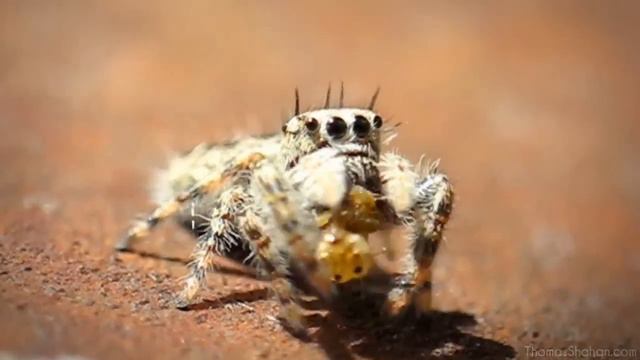 Охота за насекомыми. Макрофотография смотреть онлайн