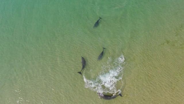 Прекрасный мир Бугазской косы смотреть онлайн