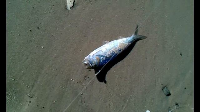 Ловля сельди на Дону 2013 год. Herring fishing, Don river 2013. смотреть онлайн