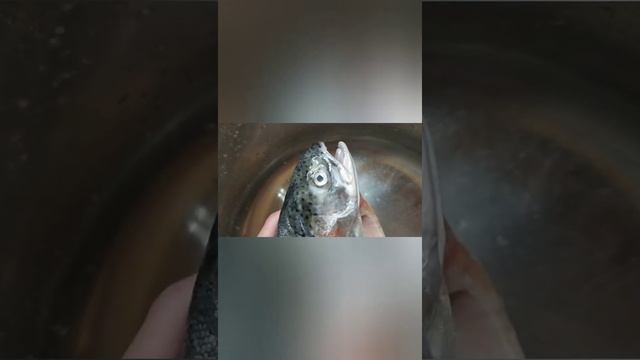 разделка форели от шеф-повара (нет) смотреть онлайн