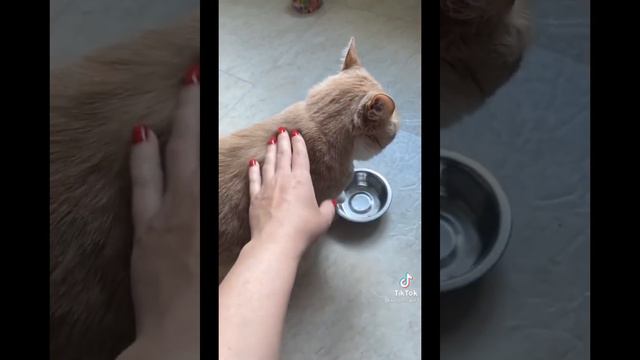 Приколы с животными 2021 подборка популярное в тик ток Выпуск 13 смотреть онлайн