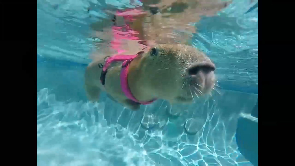 Капибара плавает в бассейне смотреть онлайн