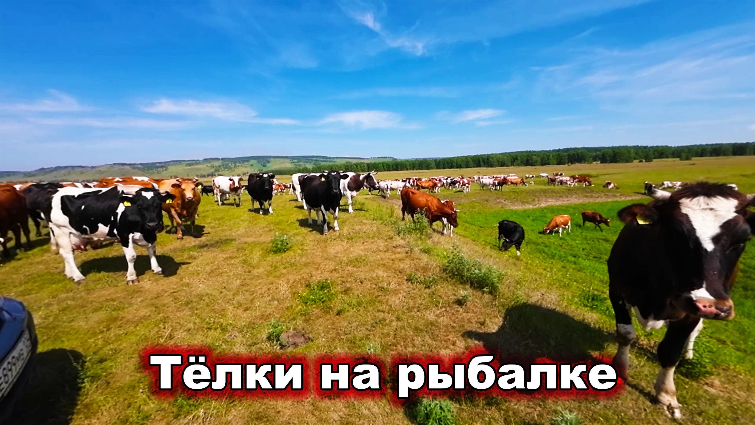 Тёлки на рыбалке. Русская рыбалка. смотреть онлайн