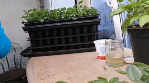 Георгины вегетативные, черенкование, какие нарастают клубни, как сохранить.