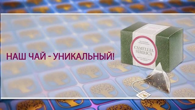 Эксперт Юрий Гичев Новый фиточай премиум класса Camellia Sibirica с саган дайлей смотреть онлайн