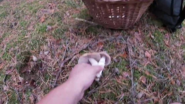 Grzyby ale tym razem Płachetka kołpakowata. смотреть онлайн