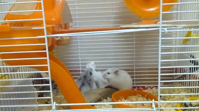 Жизнь мышей-часть1 смотреть онлайн